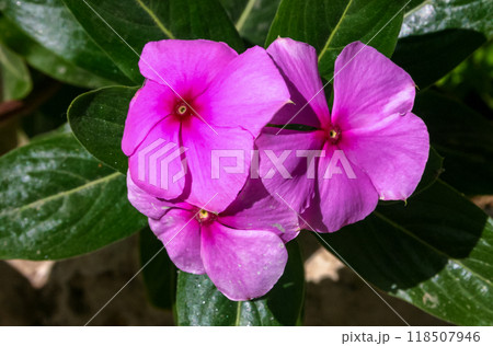 Catharanthus roseus flowers with green leaf Catharanthus roseus flowers with green leaf 118507946