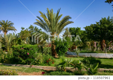 Blooming cacti and various tropical plants in the interior of a hotel garden in Hurghada, Egypt 118507961