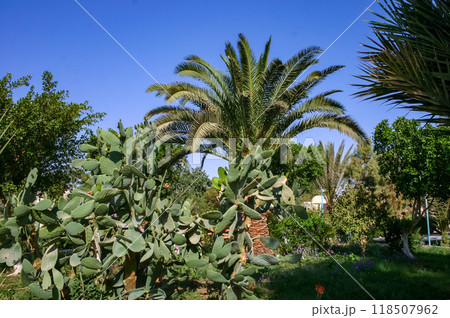 Blooming cacti and various tropical plants in the interior of a hotel garden in Hurghada, Egypt 118507962