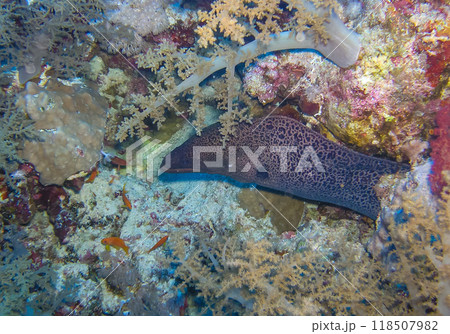 Giant moray eel on a coral reef, Red Sea Giant moray eel on a coral reef, Red Sea 118507982