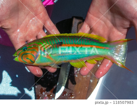 Thalassoma klunzingeri - colorful tropical fish caught by a fisherman in the Red Sea, Hurghada area Thalassoma klunzingeri - colorful tropical fish caught by a fisherman in the Red Sea, Hurghada area 118507983