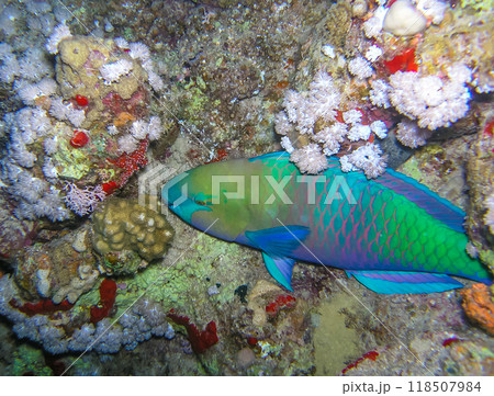 Bullethead Parrotfish (Chlorurus sordidus), tropical fish among soft corals in the Red Sea Bullethead Parrotfish (Chlorurus sordidus), tropical fish among soft corals in the Red Sea 118507984