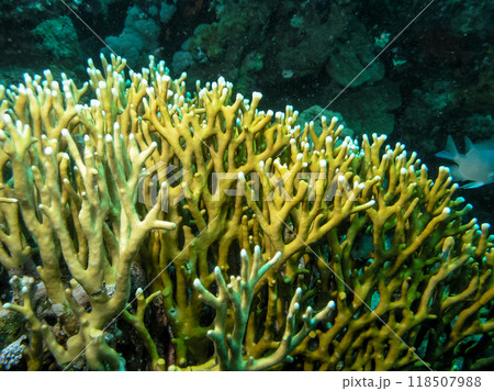Millepora squarrosa, Underwater landscape, coral reef with many tropical fish of different species against the backdrop of blue water. Red Sea Millepora squarrosa, Underwater landscape, coral reef with many tropical fish of different species against the backdrop of blue water. Red Sea 118507988