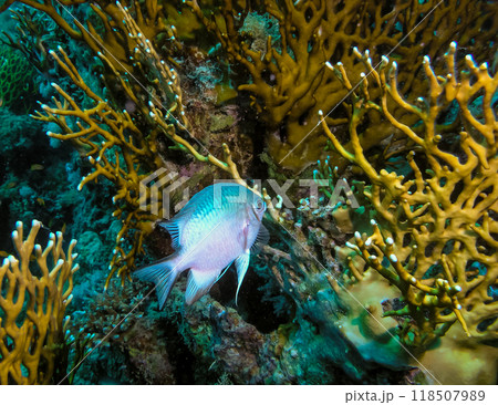 Chromis viridis - fish swims near fire coral Millepora squarrosa in the Red Sea, Egypt 118507989