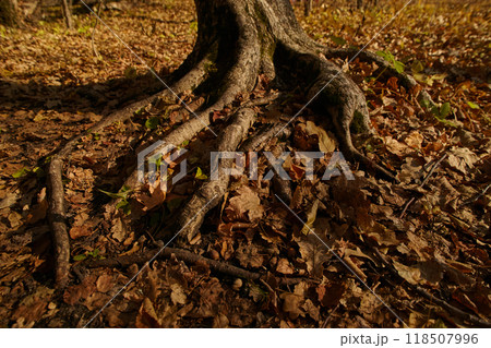 Close-up of tree roots among autumn leaves. Concept of strength, wisdom, stability Close-up of tree roots among autumn leaves. Concept of strength, wisdom, stability 118507996