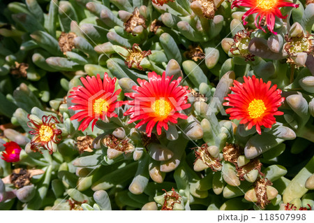 Malephora crocea - flowering succulent plants in open ground on the territory of a hotel in Hurghada, Egypt 118507998