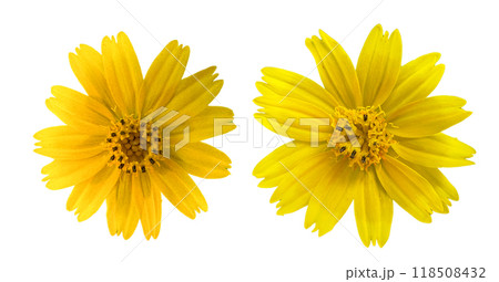 Cut out image of Sphagneticola calendulacea flower with clipping paths, on white background, highlighting bright yellow petals and intricate details for easy integration into design projects. Cut out image of Sphagneticola calendulacea flower with clipping paths, on white background, highlighting bright yellow petals and intricate details for easy integration into design projects. 118508432