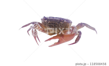 Cut out of rice field crab with accurate clipping paths, set against a white background, capturing the distinctive shape of crabs and texture for versatile use in various creative applications. Cut out of rice field crab with accurate clipping paths, set against a white background, capturing the distinctive shape of crabs and texture for versatile use in various creative applications. 118508438