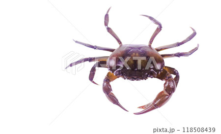 Cut out of rice field crab with accurate clipping paths, set against a white background, capturing the distinctive shape of crabs and texture for versatile use in various creative applications. Cut out of rice field crab with accurate clipping paths, set against a white background, capturing the distinctive shape of crabs and texture for versatile use in various creative applications. 118508439