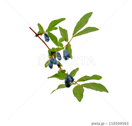 Branch with blue honeysuckle berries 118509563
