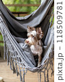 Adorable Yorkshire Terrier Chocomerle with stunning blue eyes relaxes in a hammock 118509781