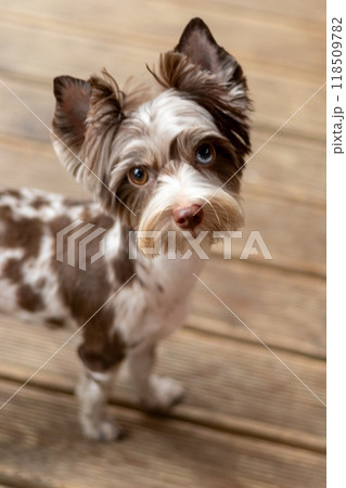 Adorable Chocomerle Yorkshire Terrier Radiating Joy 118509782