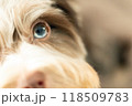 Yorkie puppy with bright blue eyes, close up 118509783