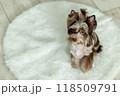 Charming Chocomerle Yorkshire Terrier with Stunning Blue Eye 118509791
