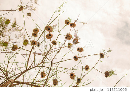 Weaver bird weaver finches building nest Weaver bird weaver finches building nest 118511006