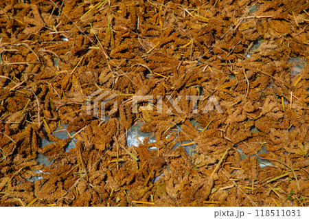 Piles of sorghum freshly harvested Piles of sorghum freshly harvested 118511031