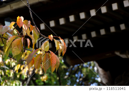 紅葉した桜の木の葉とお寺の山門の軒先 118511041