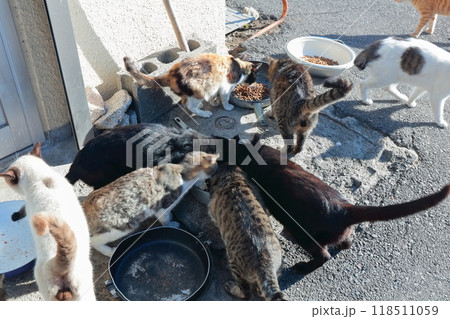 【香川県】猫の島(佐柳島)で暮している野生のネコ達 【香川県】猫の島(佐柳島)で暮している野生のネコ達 118511059