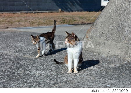 【香川県】猫の島(佐柳島)で暮している野生のネコ達 【香川県】猫の島(佐柳島)で暮している野生のネコ達 118511060
