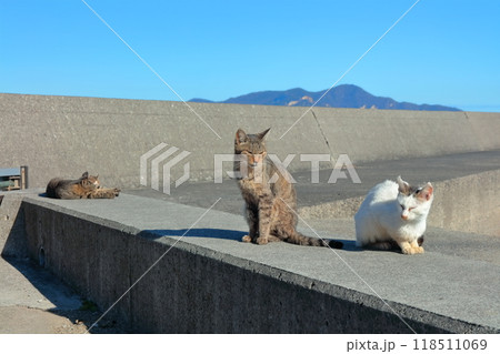 【香川県】猫の島(佐柳島)で暮している野生のネコ達 【香川県】猫の島(佐柳島)で暮している野生のネコ達 118511069