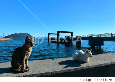 【香川県】猫の島(佐柳島)で暮している野生のネコ達 【香川県】猫の島(佐柳島)で暮している野生のネコ達 118511076