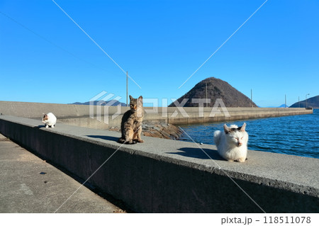 【香川県】猫の島(佐柳島)で暮している野生のネコ達 【香川県】猫の島(佐柳島)で暮している野生のネコ達 118511078