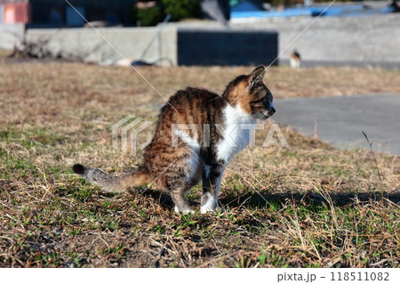 【香川県】猫の島（佐柳島）で暮している野生のネコ達 118511082