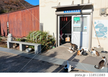 【香川県】猫の島(佐柳島)で暮している野生のネコ達 【香川県】猫の島(佐柳島)で暮している野生のネコ達 118511083