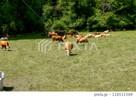 Cattle cow grazing on farmland. Grazing Cows in a Meadow with Grass. 118511589