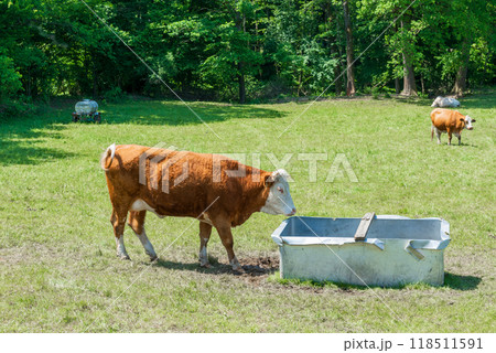 Cattle cow grazing on farmland. Grazing Cows in a Meadow with Grass. 118511591