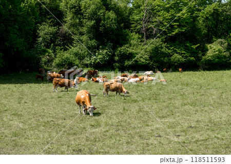 Cattle cow grazing on farmland. Grazing Cows in a Meadow with Grass. 118511593