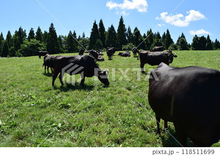 牛の放牧 月山高原牧場 山形県 牛の放牧 月山高原牧場 山形県 118511699