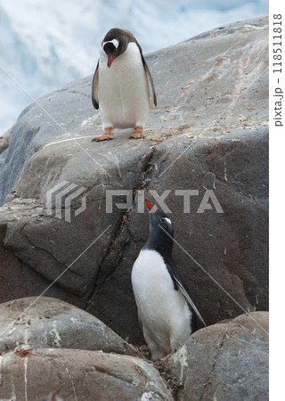 Gentoo Penguin, Pygoscelis papua, Antartica. 118511818