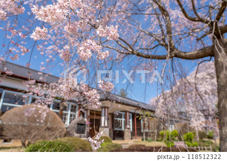 長野県飯田市 杵原学校の満開のしだれ桜 長野県飯田市 杵原学校の満開のしだれ桜 118512322