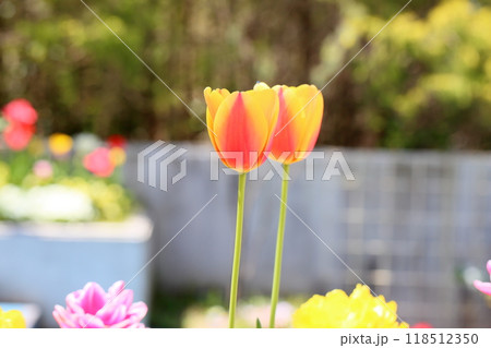 可愛い チューリップの花 可愛い チューリップの花 118512350