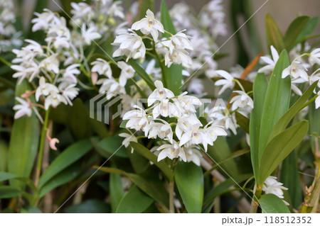 小さい蘭 デンドロビウムの花 キンギアナム 小さい蘭 デンドロビウムの花 キンギアナム 118512352