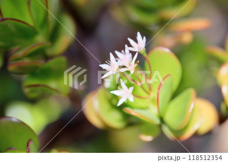 クラッスラの花 花月 クラッスラの花 花月 118512354