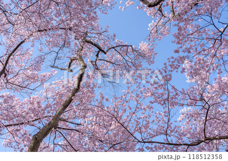 長野県伊那市 天下第一の桜と言われる高遠小彼岸桜の満開の桜 長野県伊那市 天下第一の桜と言われる高遠小彼岸桜の満開の桜 118512358