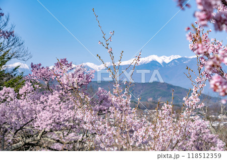 長野県伊那市 天下第一の桜と言われる高遠城址公園満開の桜と雪山の中央アルプスの山並み 長野県伊那市 天下第一の桜と言われる高遠城址公園満開の桜と雪山の中央アルプスの山並み 118512359