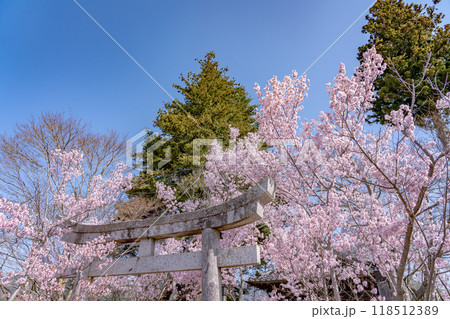 長野県伊那市　天下第一の桜と言われる高遠城址公園満開の桜と新城藤原神社の石鳥居 118512389