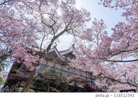 長野県伊那市　天下第一の桜と言われる高遠城址公園満開の桜と高遠閣 118512391
