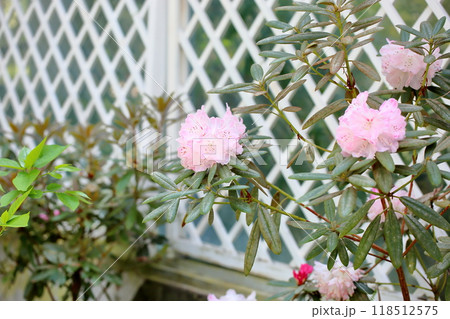 可愛い　シャクナゲの花 118512575