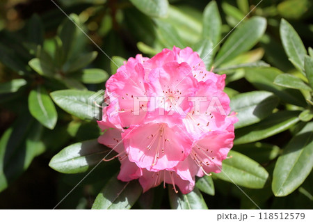 シャクナゲの花 ヨコハマ シャクナゲの花 ヨコハマ 118512579