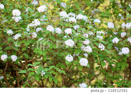 ビバーナムの花 ダイアナ ビバーナムの花 ダイアナ 118512581