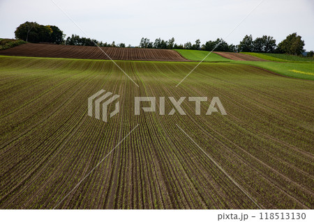 キガラシ咲く黄色い大地 118513130