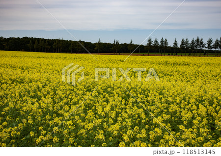 キガラシ咲く黄色い大地 118513145