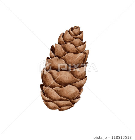 Christmas evergreen spruce cone watercolor illustration Christmas evergreen spruce cone watercolor illustration 118513518