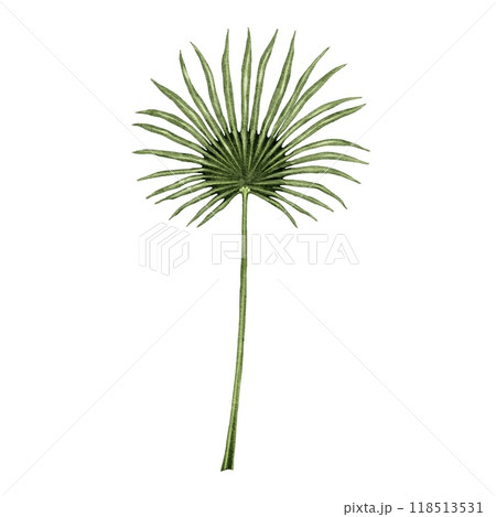 Green Palm leaf branch watercolor illustration 118513531