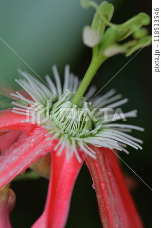 ホザキノトウケイソウの花と雨雫 118513546