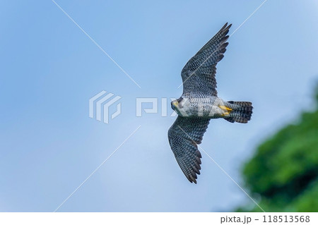 青空バックに悠然と飛ぶハヤブサ成鳥 青空バックに悠然と飛ぶハヤブサ成鳥 118513568